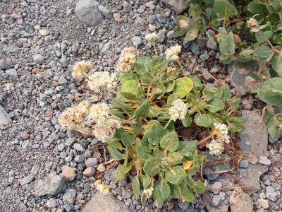 Eriogonum pyrolifolium, photographed by John Brew