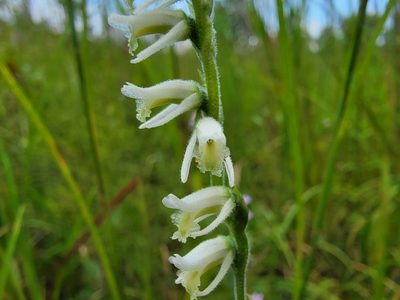 Spiranthes vernalis, photographed by Elias