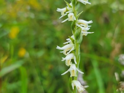 Spiranthes vernalis, photographed by Elias