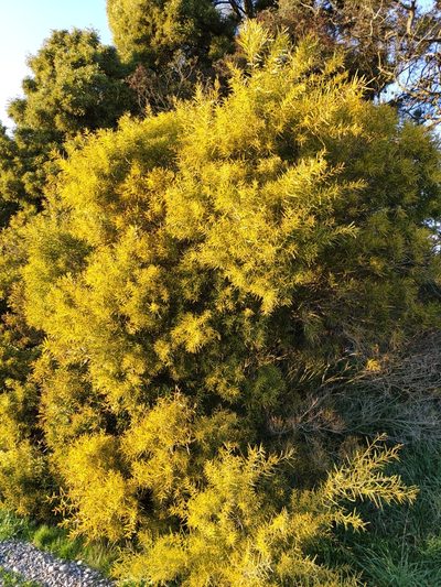 Acacia floribunda, photographed by Jenny Saito