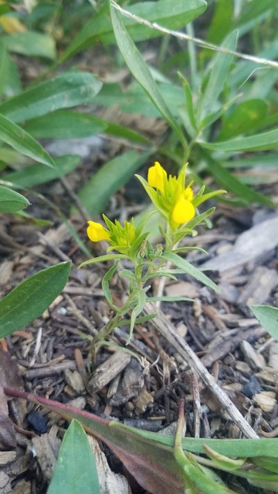 Orthocarpus tolmiei, photographed by Mitch Van Dyke