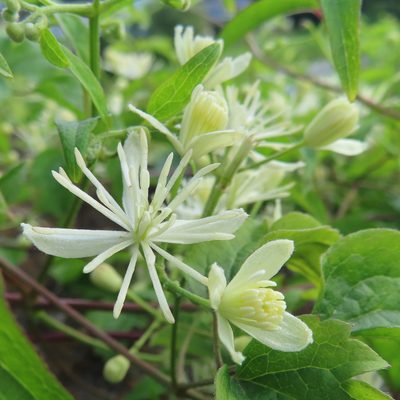 Clematis apiifolia, photographed by Timur Kalininsky