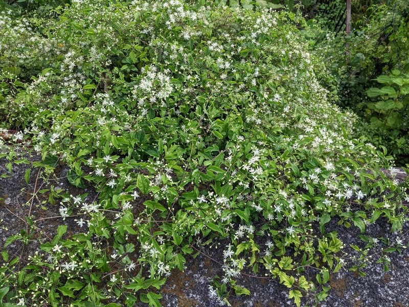 Clematis apiifolia, photographed by Timur Kalininsky