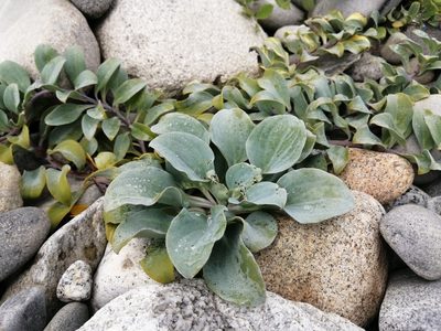 Mertensia maritima, photographed by agbelliveau
