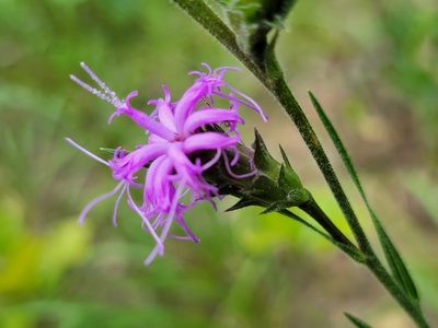 Liatris squarrosa, photographed by Elias