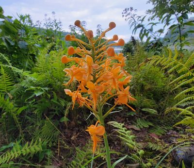 Platanthera ciliaris, photographed by Elias