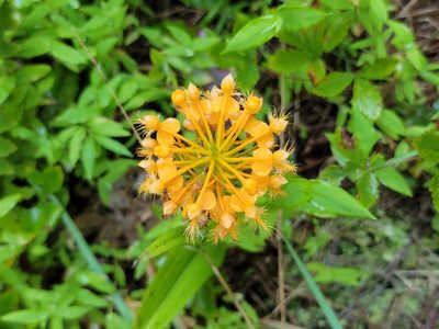 Platanthera ciliaris, photographed by Elias