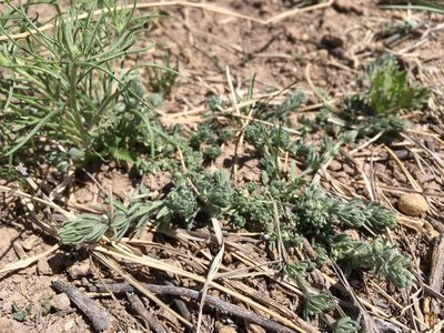Teucrium depressum, photographed by Cecelia Alexander
