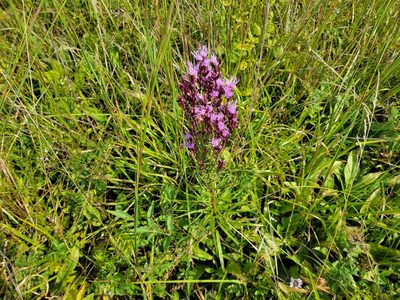 Liatris spicata, photographed by Elias