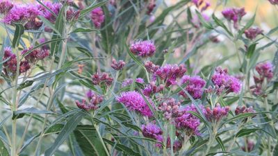 Vernonia fasciculata, photographed by Marilynn Miller