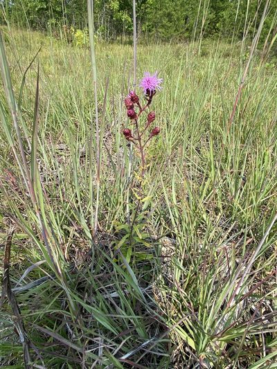 Liatris scariosa, photographed by Asher P Higgins