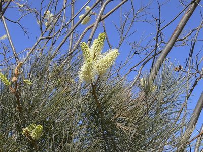 Grevillea leucopteris, photographed by dhfischer