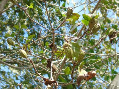 Hintonia latiflora, photographed by Francisco Farriols Sarabia