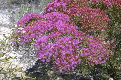 Verticordia monadelpha, photographed by dhfischer