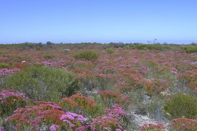 Verticordia monadelpha, photographed by dhfischer