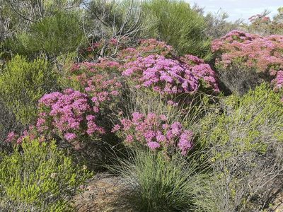 Verticordia monadelpha, photographed by dhfischer