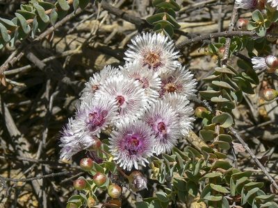 Verticordia oculata, photographed by dhfischer