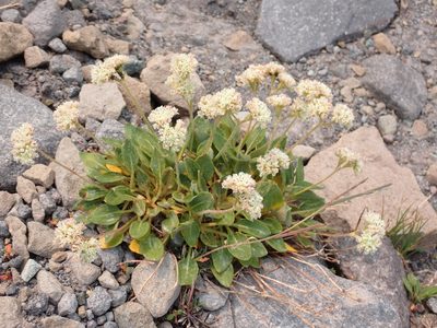 Eriogonum pyrolifolium, photographed by John Brew