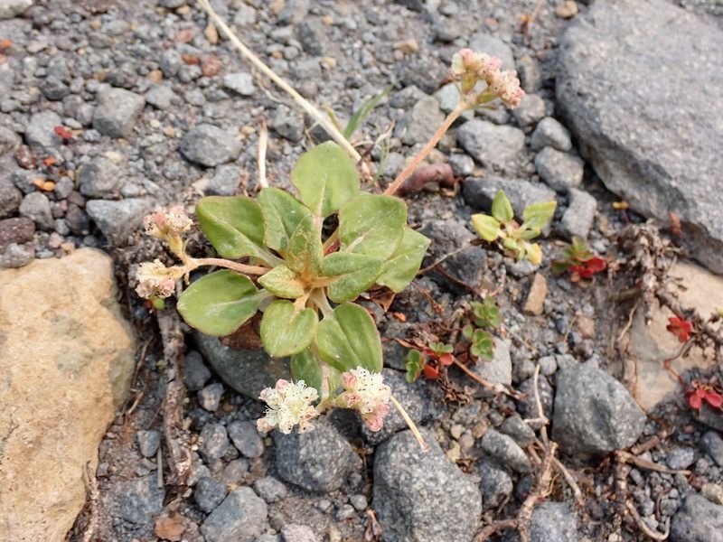 Eriogonum pyrolifolium, photographed by John Brew