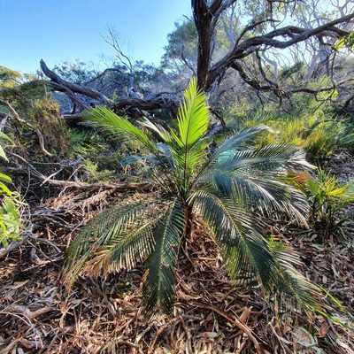 Macrozamia communis, photographed by ronavery