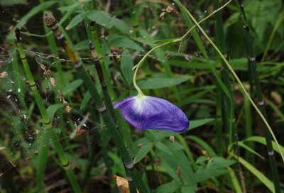Aconitum volubile, photographed by Oleg Kosterin