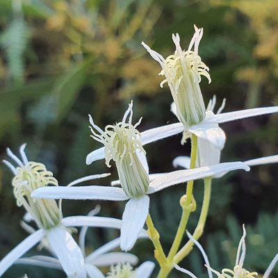 Clematis glycinoides, photographed by ronavery