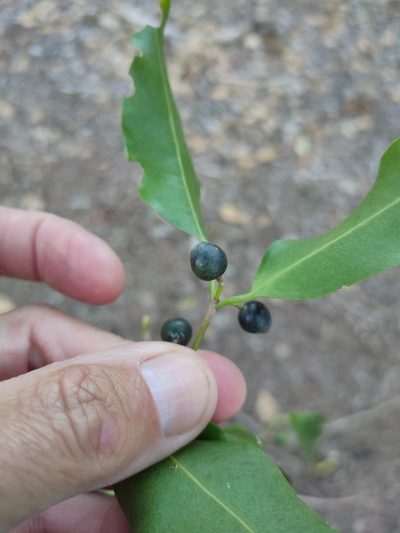 Celtis paniculata, photographed by Tony van Kampen
