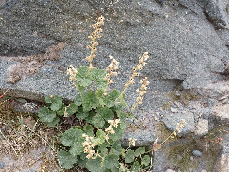 Elmera racemosa, photographed by John Brew