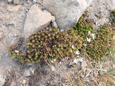 Saxifraga bronchialis, photographed by John Brew