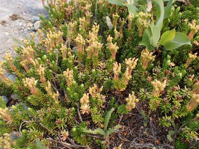Phyllodoce glanduliflora, photographed by John Brew