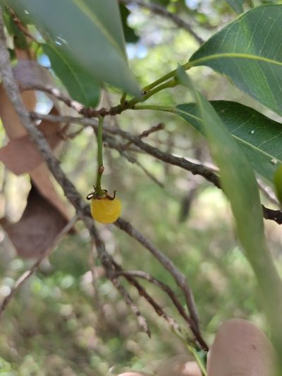 Acronychia imperforata, photographed by Tony van Kampen