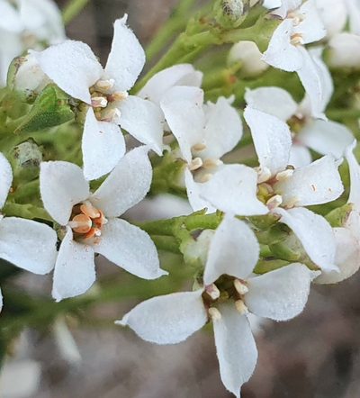 Zieria laevigata, photographed by ronavery