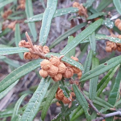 Lasiopetalum ferrugineum, photographed by ronavery