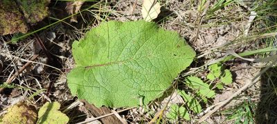 Verbascum nigrum, photographed by Yurii Basov