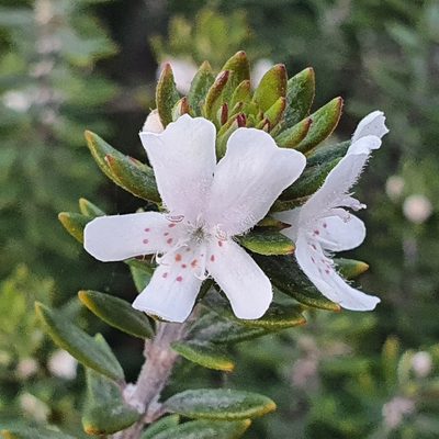 Westringia fruticosa, photographed by ronavery
