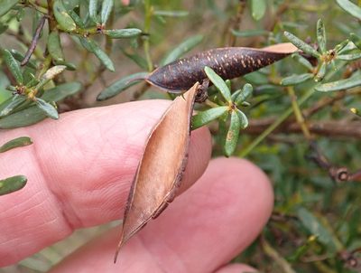 Cyclopia sessiliflora, photographed by Nicola van Berkel