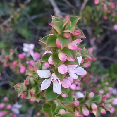 Philotheca buxifolia, photographed by ronavery