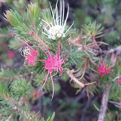Darwinia fascicularis, photographed by ronavery