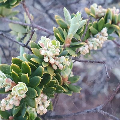 Monotoca elliptica, photographed by ronavery