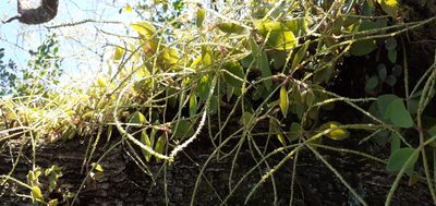 Peperomia increscens, photographed by Pablo H Capovilla