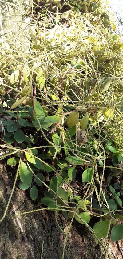 Peperomia increscens, photographed by Pablo H Capovilla