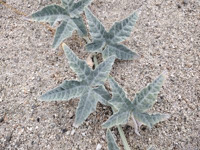 Cucurbita palmata, photographed by Daniel S.