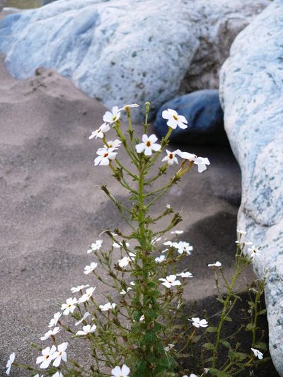Jamesbrittenia megadenia, photographed by Tony Rebelo