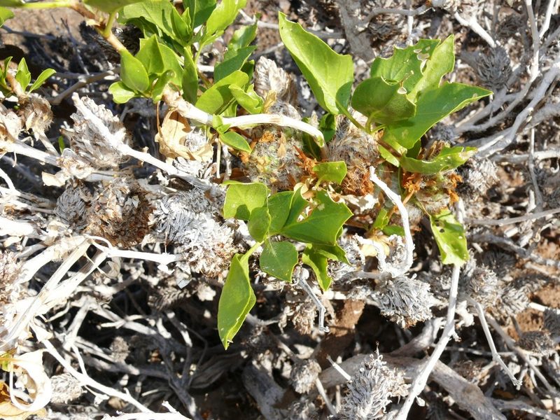 Petalidium setosum, photographed by Tony Rebelo