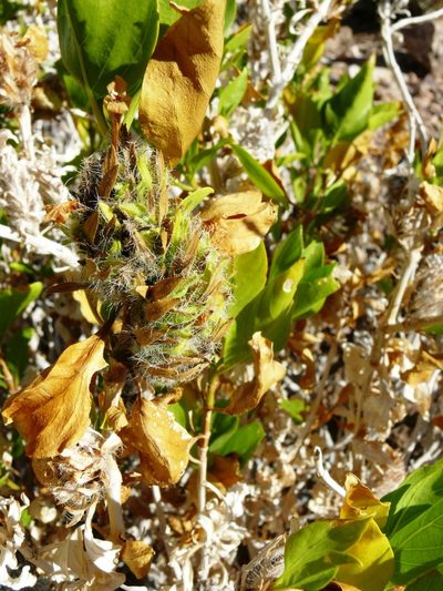 Petalidium setosum, photographed by Tony Rebelo