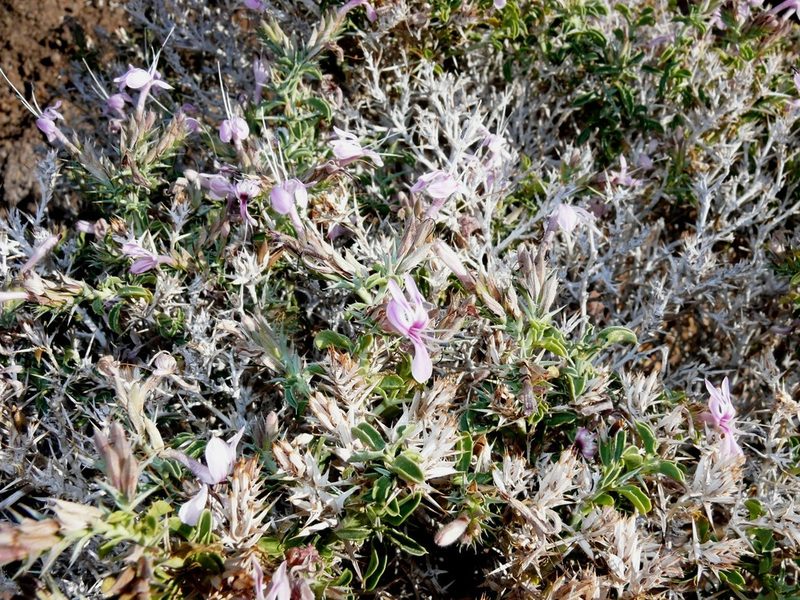 Barleria papillosa, photographed by Tony Rebelo