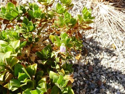 Pogonospermum mollissimum, photographed by Tony Rebelo