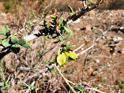 Anisostigma schenckii, photographed by Tony Rebelo