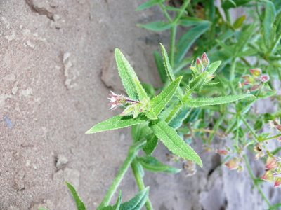 Trichodesma africanum, photographed by Tony Rebelo