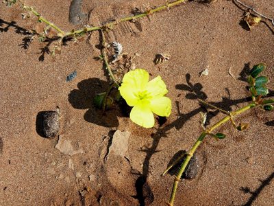 Tribulus cristatus, photographed by Tony Rebelo